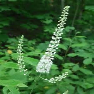 Black cohosh may relieve menopausal symptoms