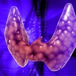 Endocrine parathyroid gland