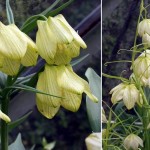Fritillaria pallidiflora and thunbergii