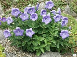 Platycodon Grandiflorum