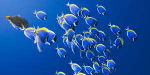 Omega-3 fatty acids, like those in fish oil, may help