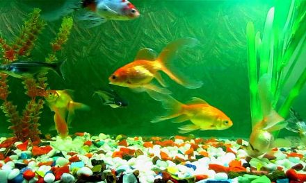 Does the Fountain of Youth Have Fish in It?