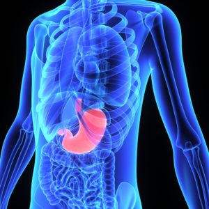 The stomach is a muscular, hollow, dilated part of the digestive system which functions as an important organ.