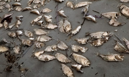 Our Declining Water Quality