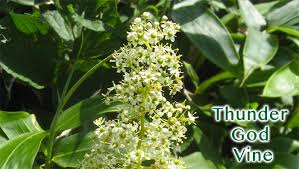 Tripterygium Wilfordii Hook F (TwHF)