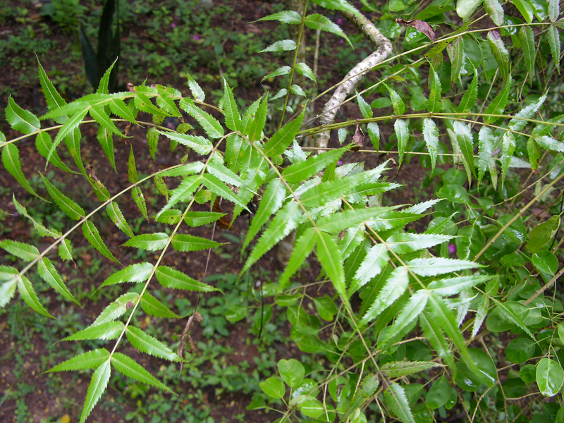 Boswellia and Asthma