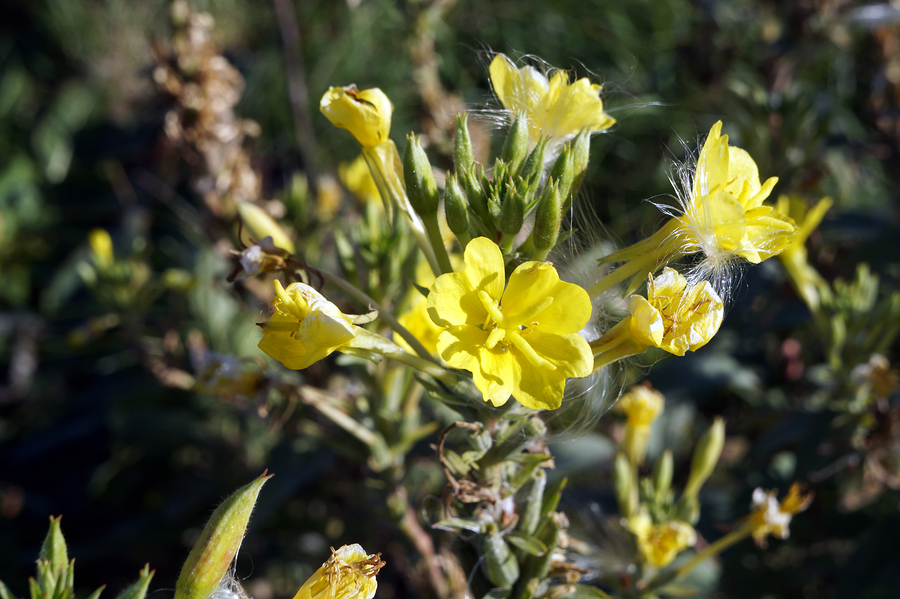 Evening Primrose Oil