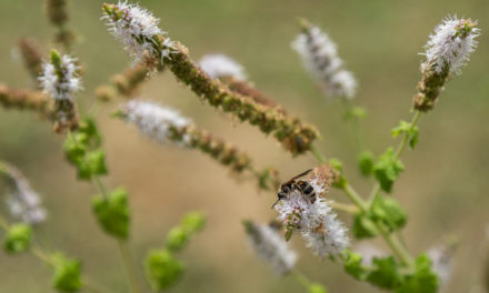 Black Cohosh and Menopausal Symptoms
