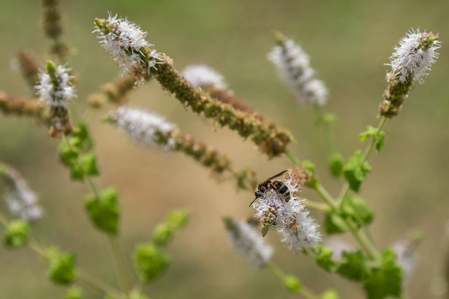 Black Cohosh and Menopausal Symptoms