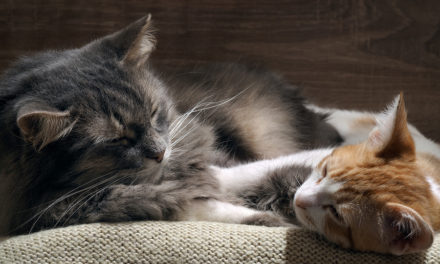 Can Exposure to Cats Actually Protect Against Asthma?