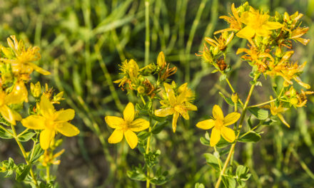 Black Cohosh Combined with St. John’s Wort for Menopause?