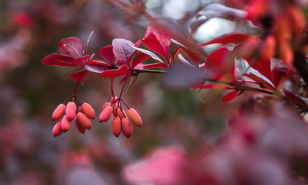 Anti-Cancer Properties of Berberine Derivative