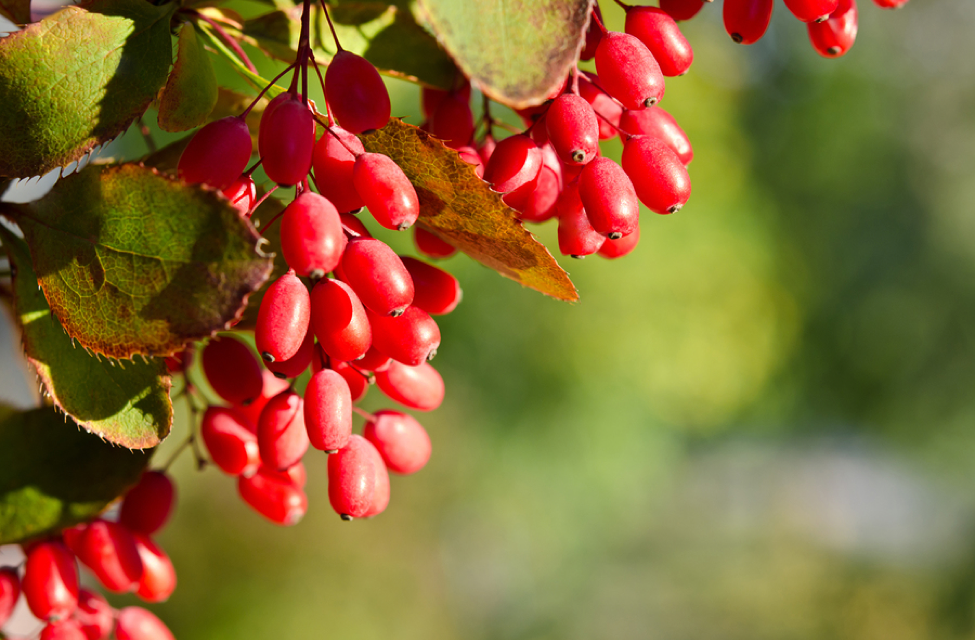 Berberine and Bacterial Diarrhea
