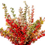 bigstock--161748242 barberry