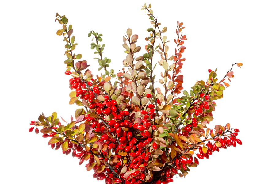 Antioxidant Activity and Other Qualities of Berberine