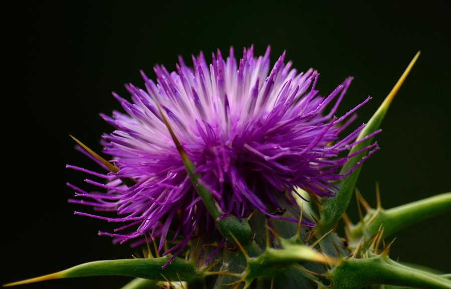 Silymarin and Liver Damage