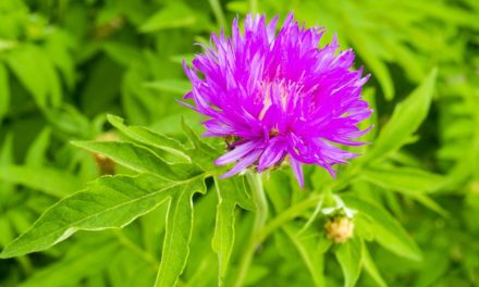 Silymarin and Diabetes