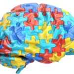 The Immune System May be Involved in Autism