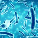 The Link Between Salmonella and Autoimmune Arthritis