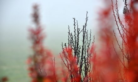 Berberine and Inflammation