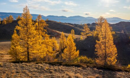 Larch Arabinogalactan: A Natural Fiber for Immune Support and Fewer Colds