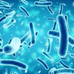 Probiotics and the Immune System: How Gut Health Shapes Immunity
