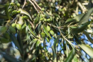 Close-up of olive tree branches with green olives and leaves, the natural source of oleuropein.