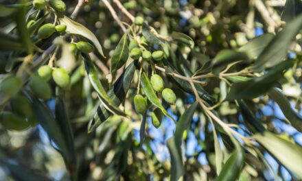 Olive Leaf: Nature’s Antimicrobial Powerhouse